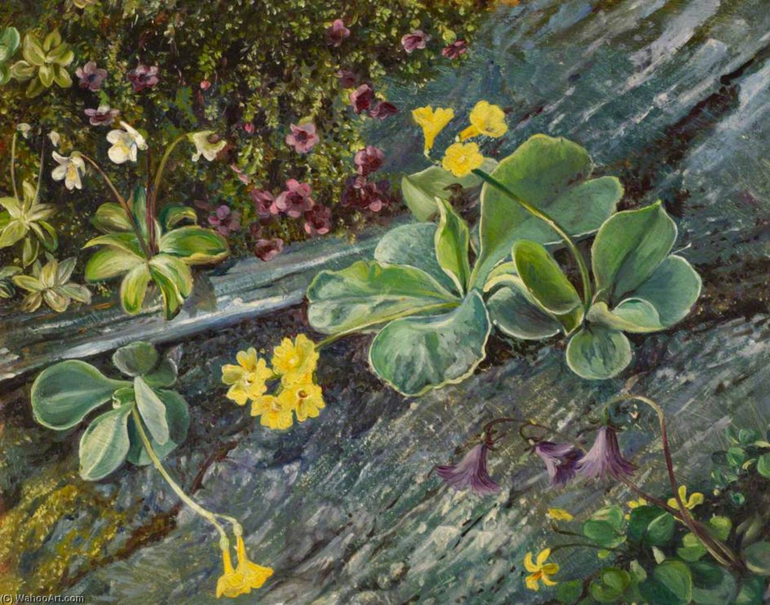 Spring Flowers — Frank Charles Medworth