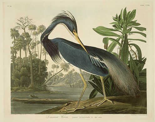 Louisiana Heron — Роберт Хавелл