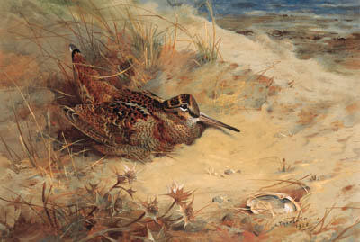 Woodcock Sheltering In The Sand Dunes — Archibald Thorburn