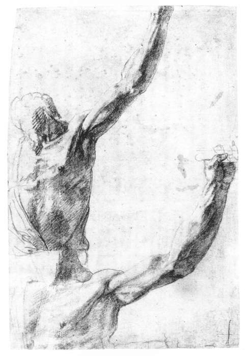 Studies Of A Male Torso — Polidoro Da Caravaggio
