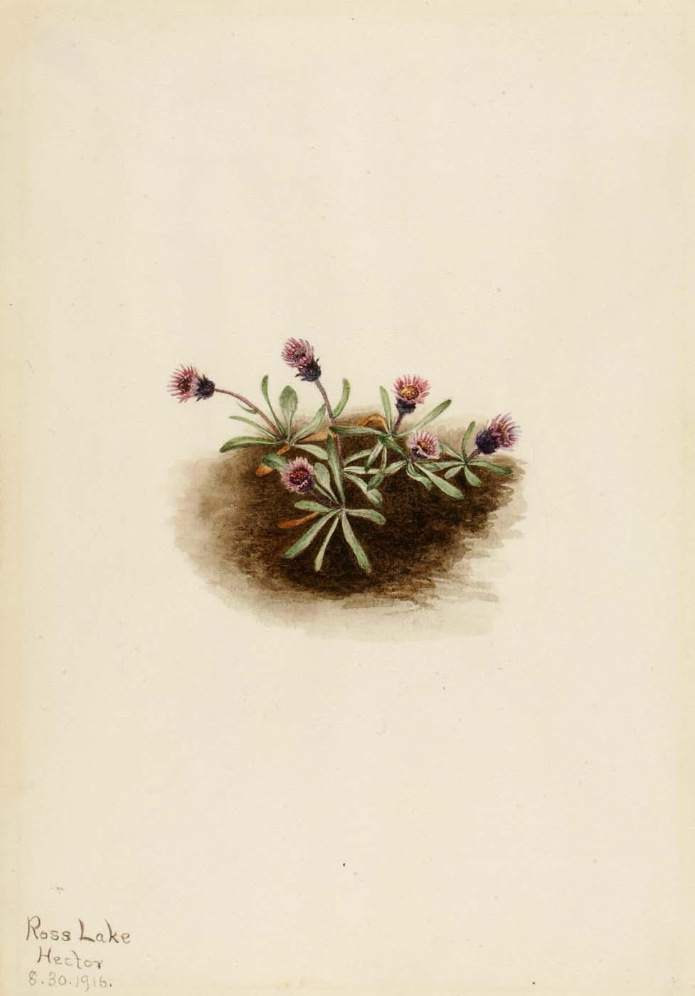 Alpine Fleabane (erigeron Unalaschcensis) — Mary Vaux Walcott