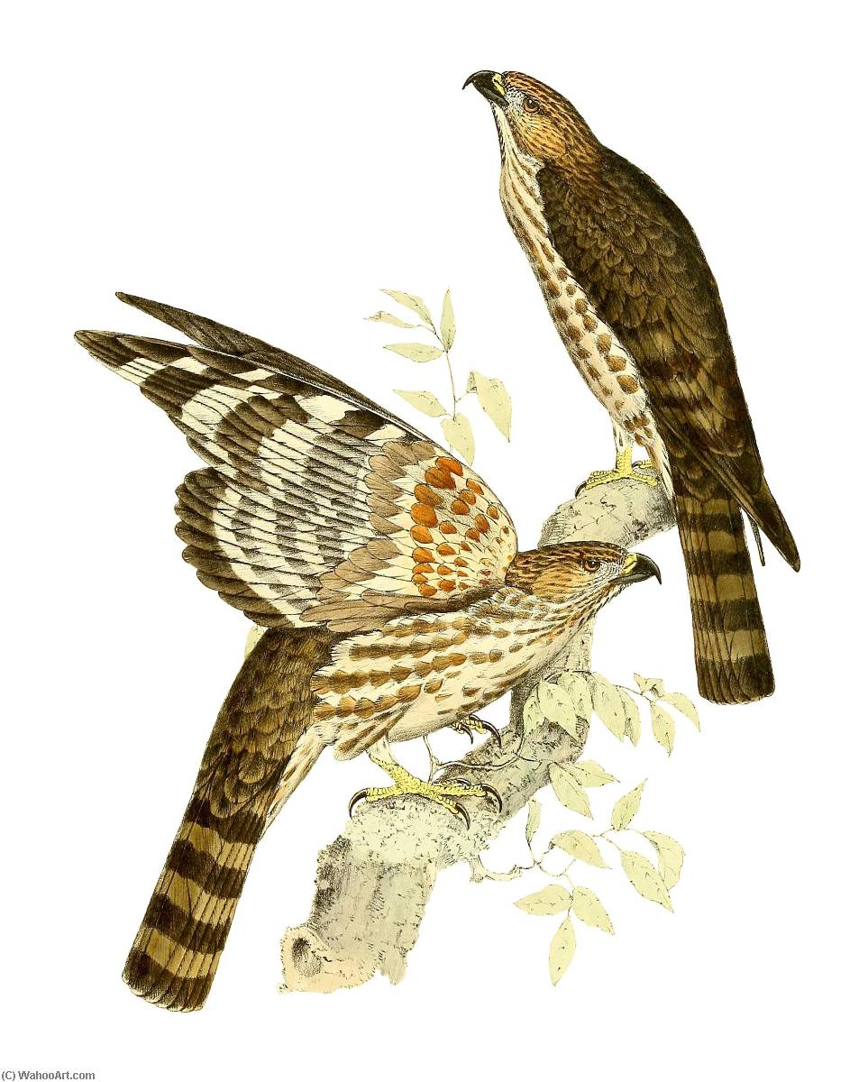 Untitled (aqtgna) — John Gerrard Keulemans