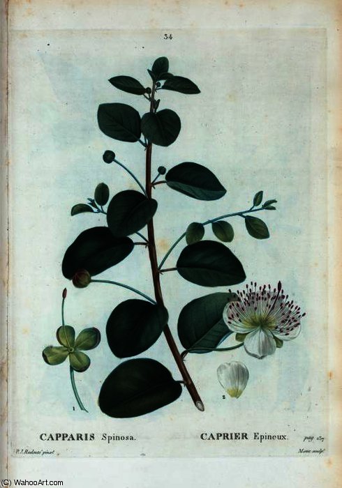 Capparis Spinosa — Pierre Joseph Redouté