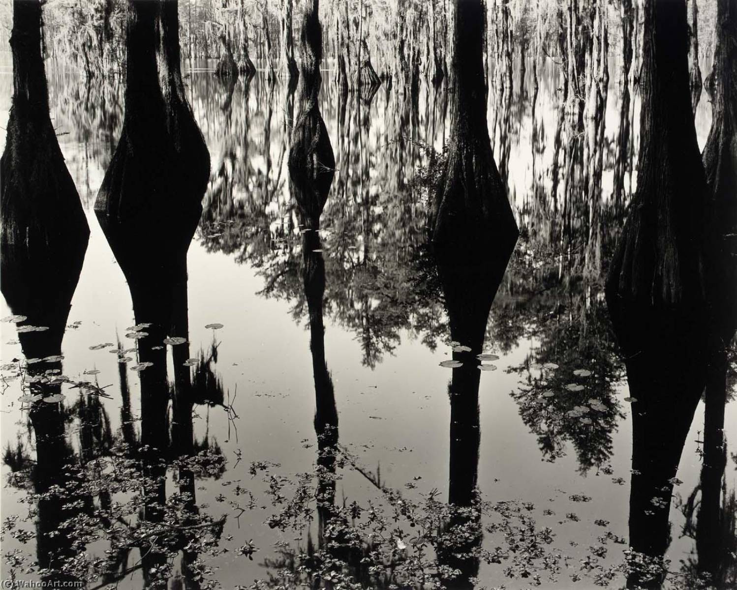 Swamp — Brett Weston