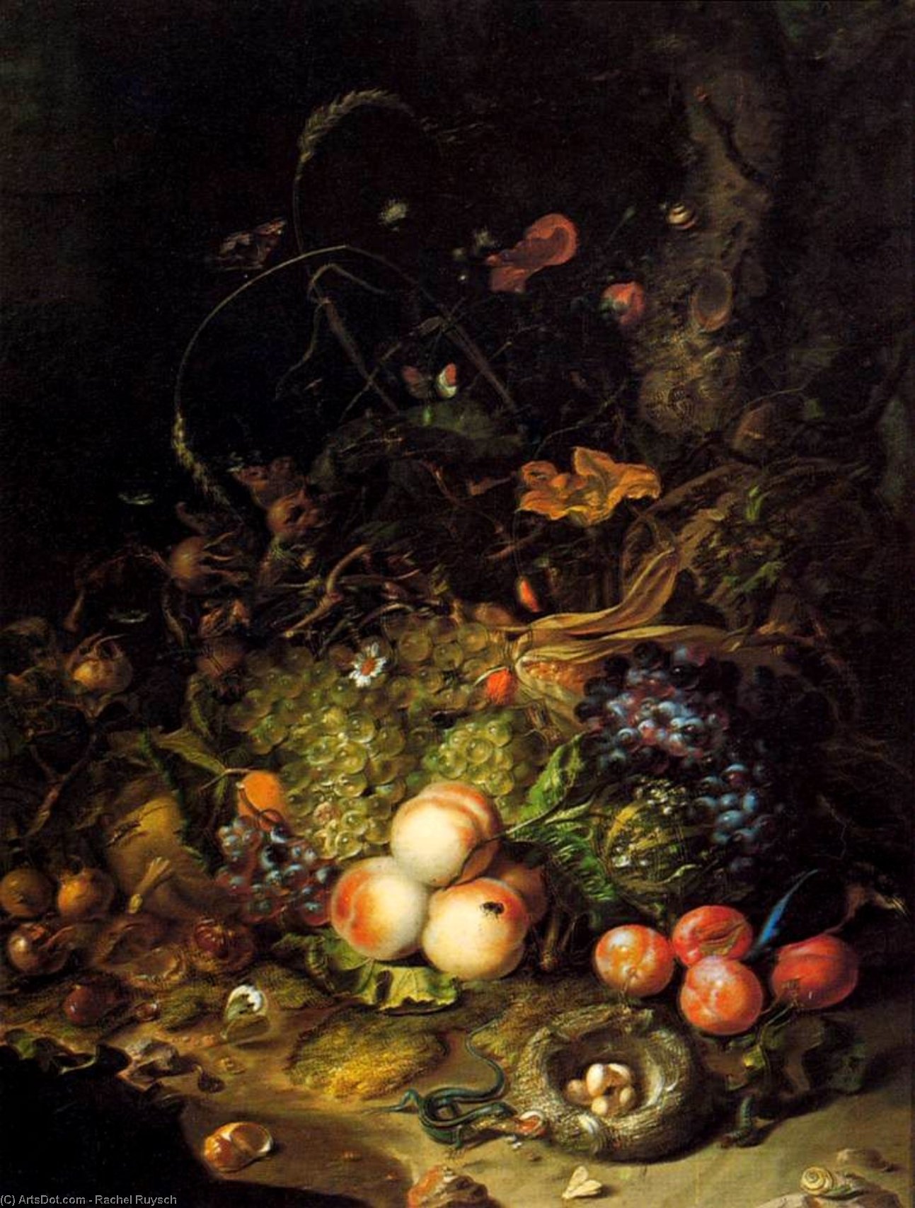 Flowers, Fruit, And Insects — ラシェル・リュイス
