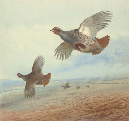 Down Wind; Partridge In Flight — Archibald Thorburn