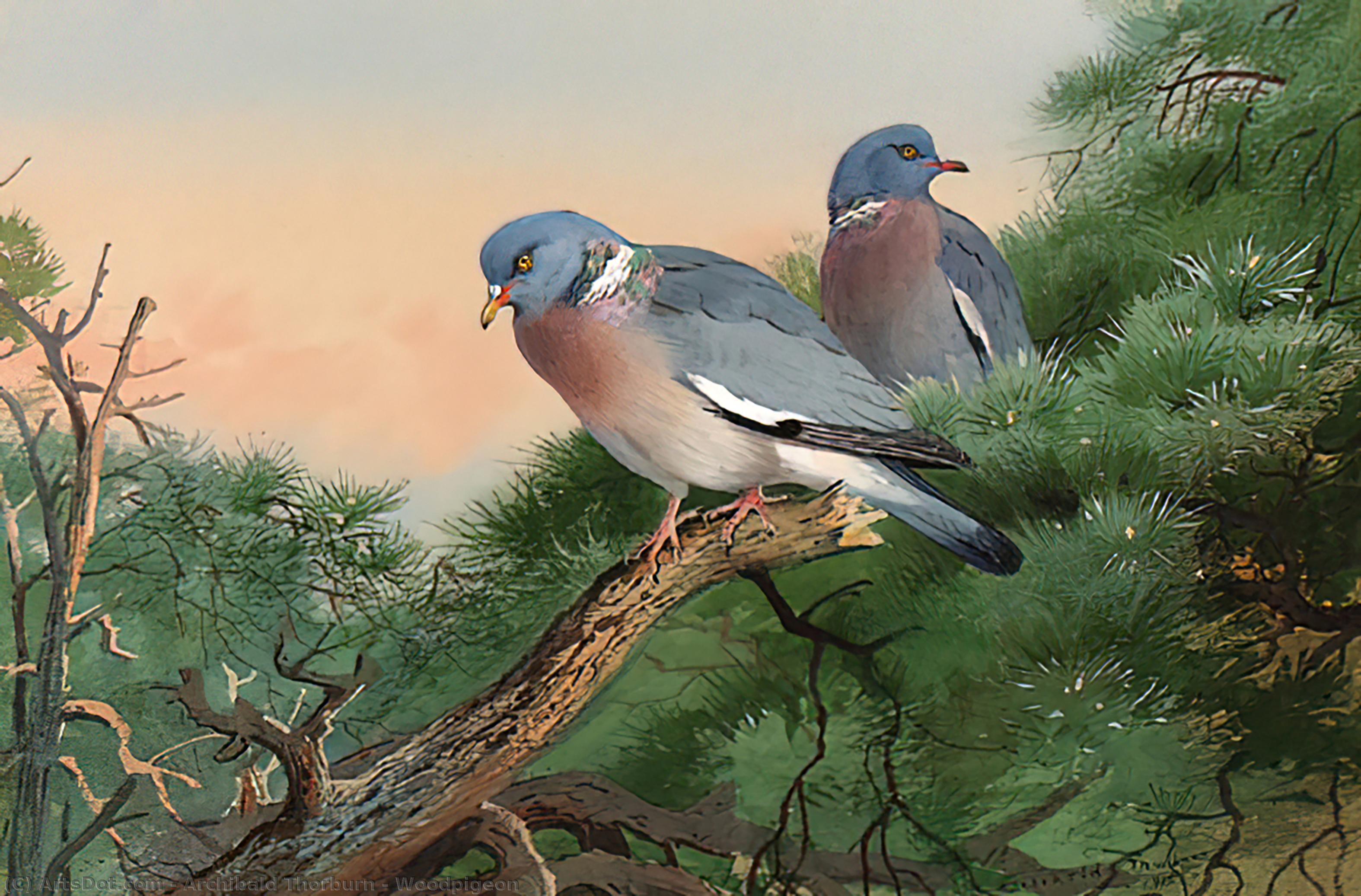 Woodpigeon — Archibald Thorburn