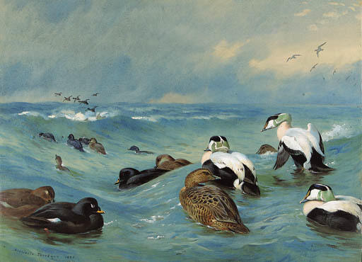 Eider And Scoter In Choppy Water — Archibald Thorburn