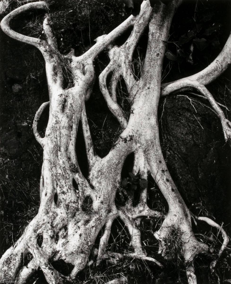 Banyan Roots — Brett Weston