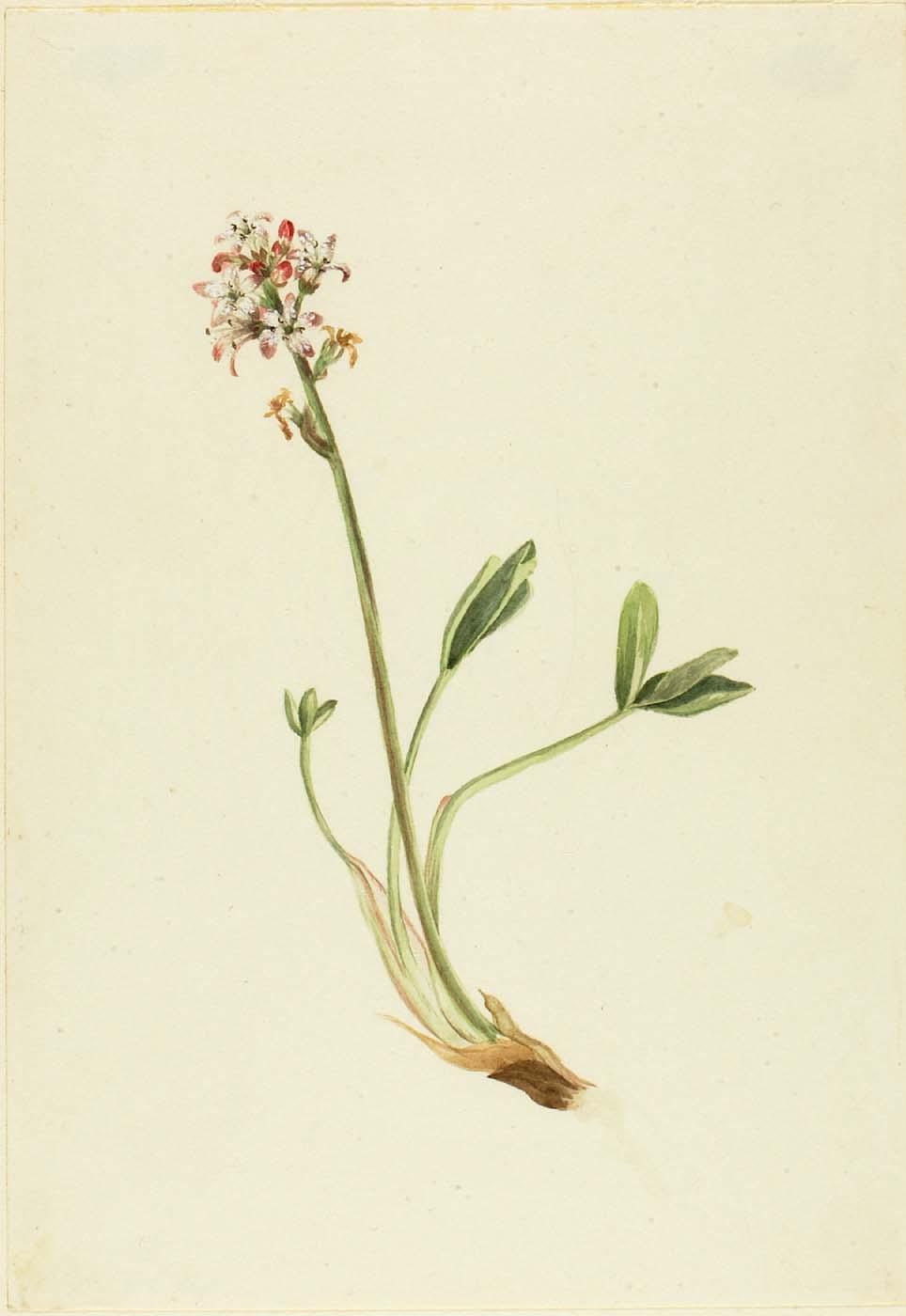 Buckbean (menyanthes Trifoliata) — Mary Vaux Walcott