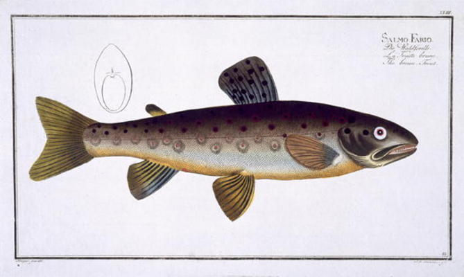 Brown Trout (salmo Iasustris) Plate Xxiii From 'ichthyologie, Ou Histoire Naturelle Generale Et Part — Andreas Ludwig Kruger