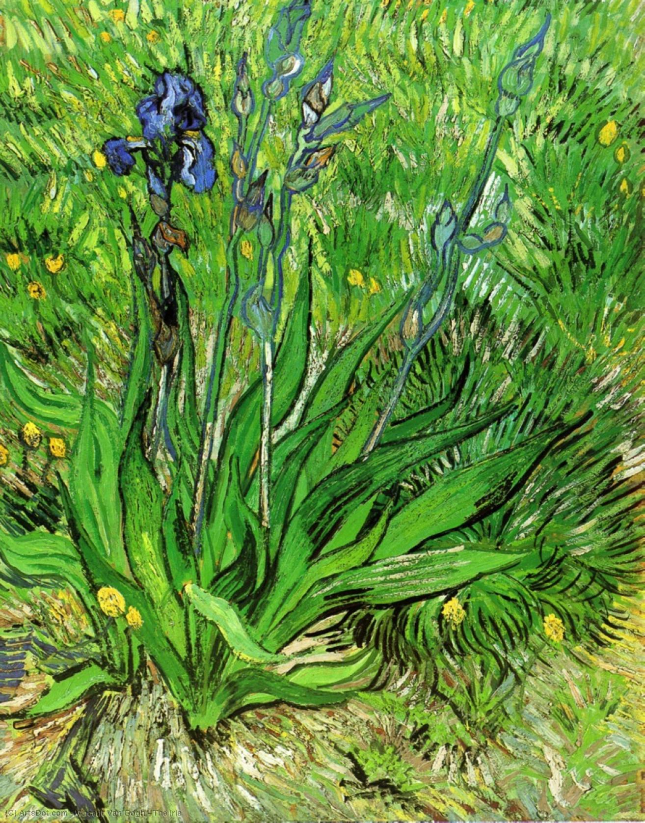 The Iris — Vincent Willem Van Gogh