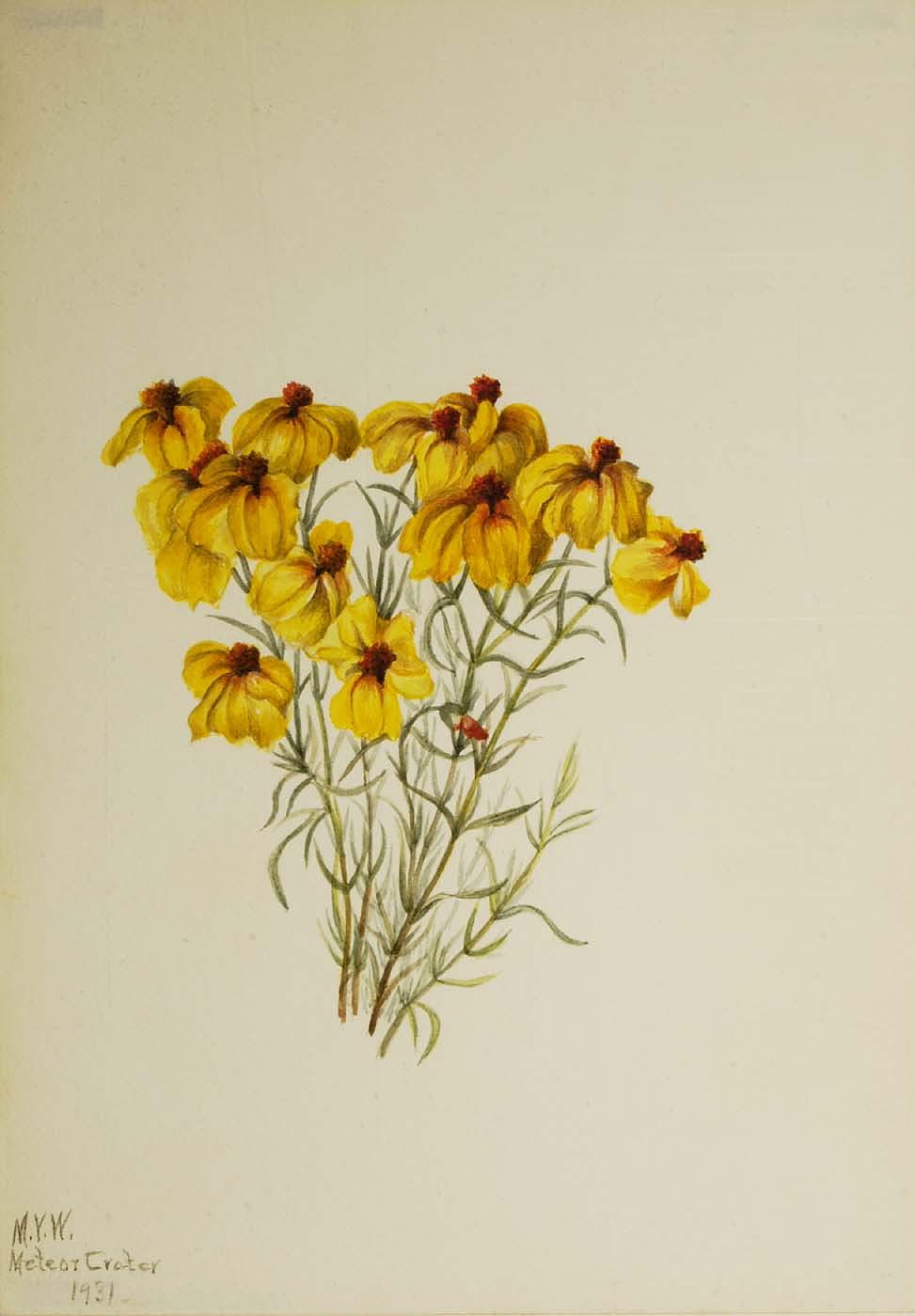Zinnia (zinnia Grandiflora) — Mary Morris Vaux Walcott