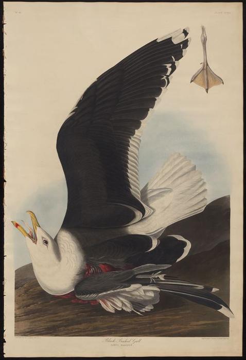 Black Backed Gull — Роберт Хавелл