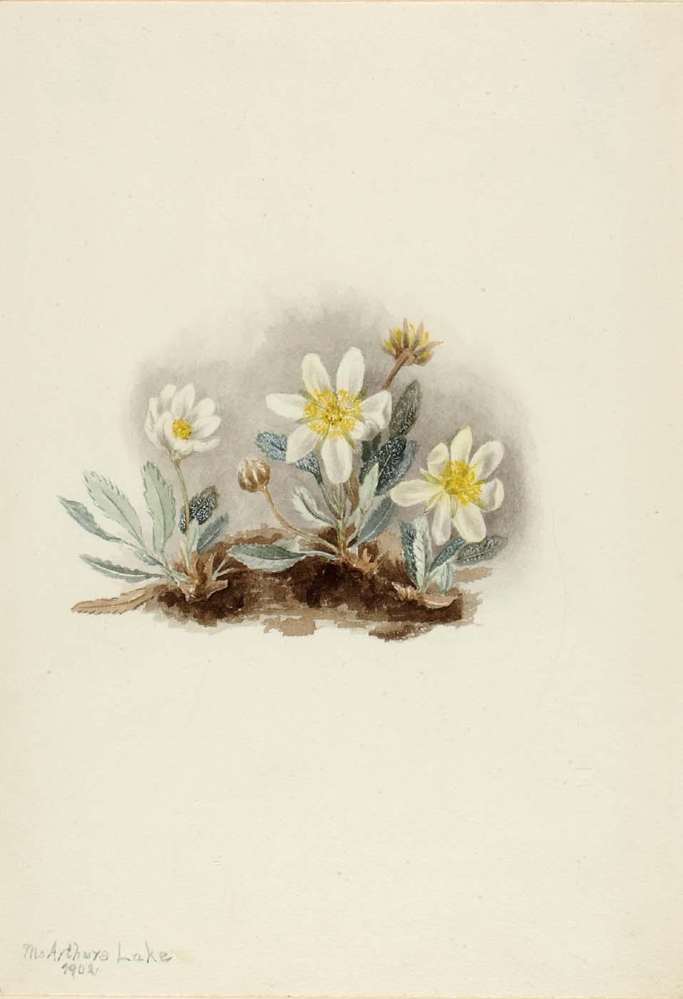 White Dryad (dryas Octopetala) — Mary Vaux Walcott