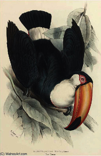 Toco Toucan (ramphastos Toco) — Эдвард Лэр