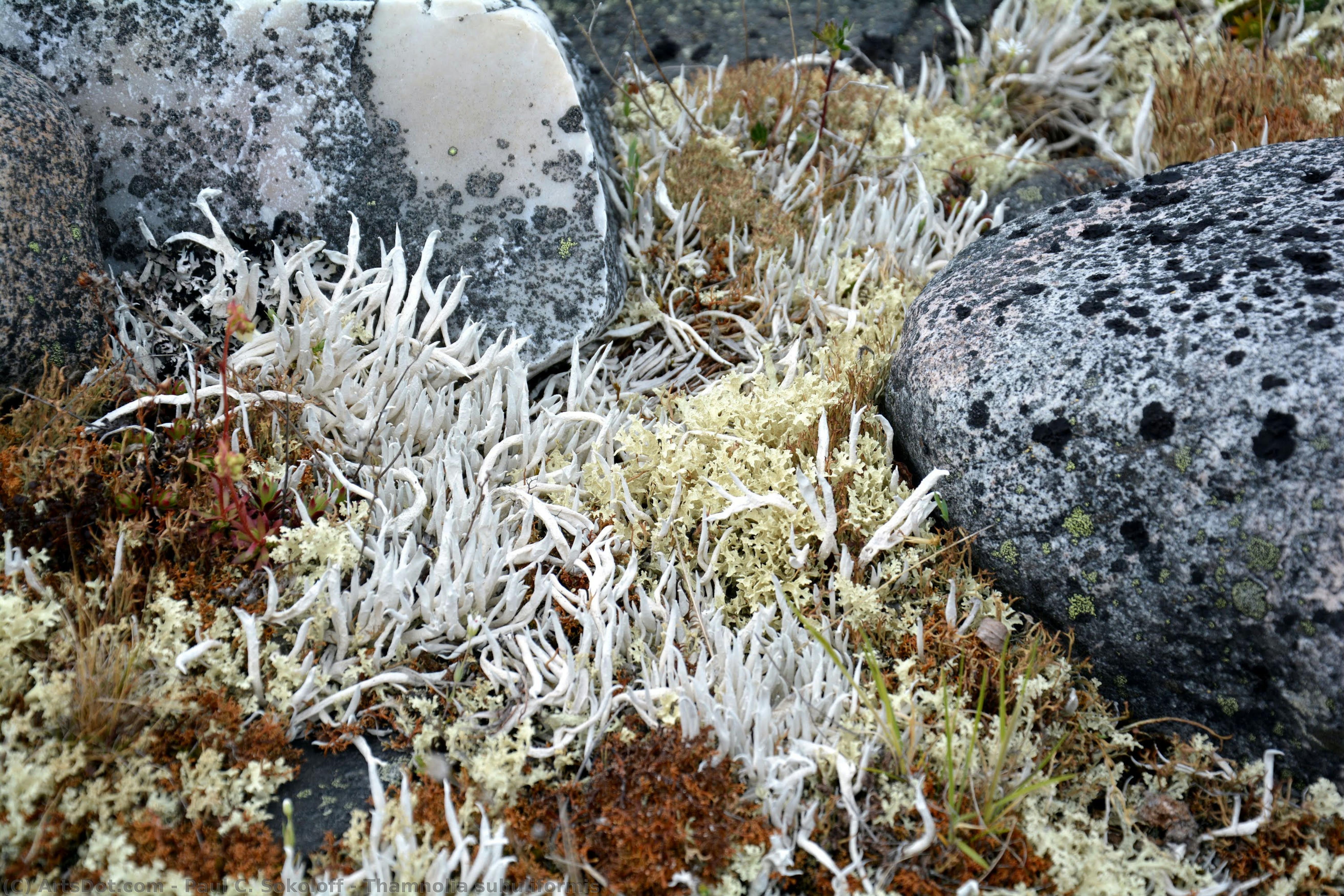 Thamnolia Subuliformis — Paul C. Sokoloff