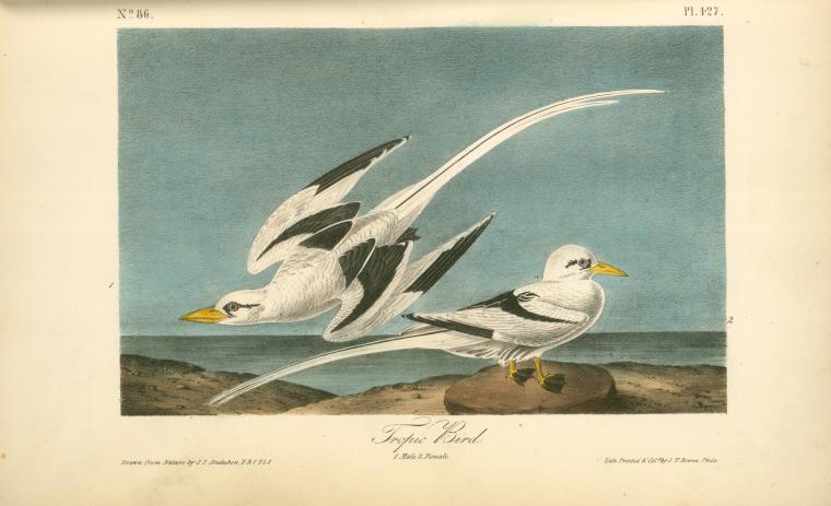 Tropic Bird. 1. Male. 2. Female — John James Audubon