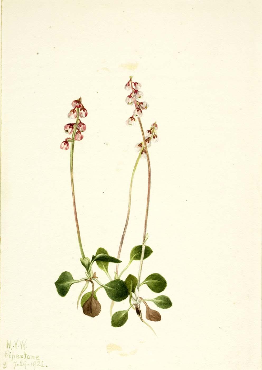 Small Pyrola (pyrola Minor) — Mary Vaux Walcott