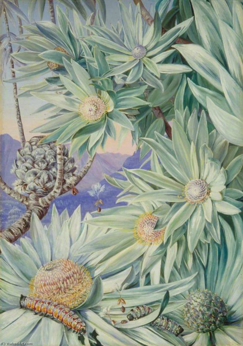 Laub, Blüten Und Früchte Des Südafrikanischen Silberbaums — Marianne North