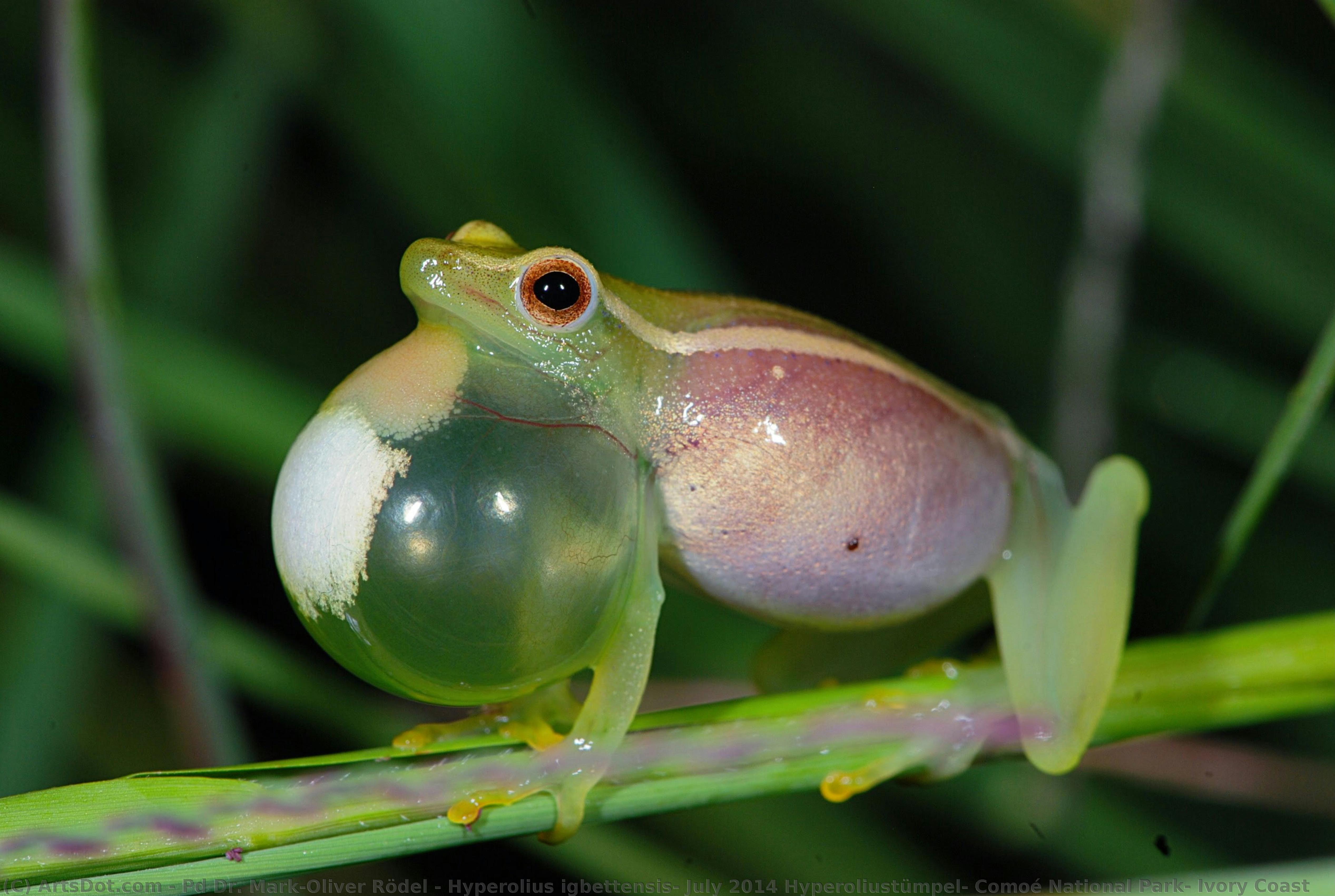 Hyperolius Igbettensis, July 2014 Hyperoliustümpel, Comoé National Park, Ivory Coast — Pd Dr. Mark-oliver Rödel