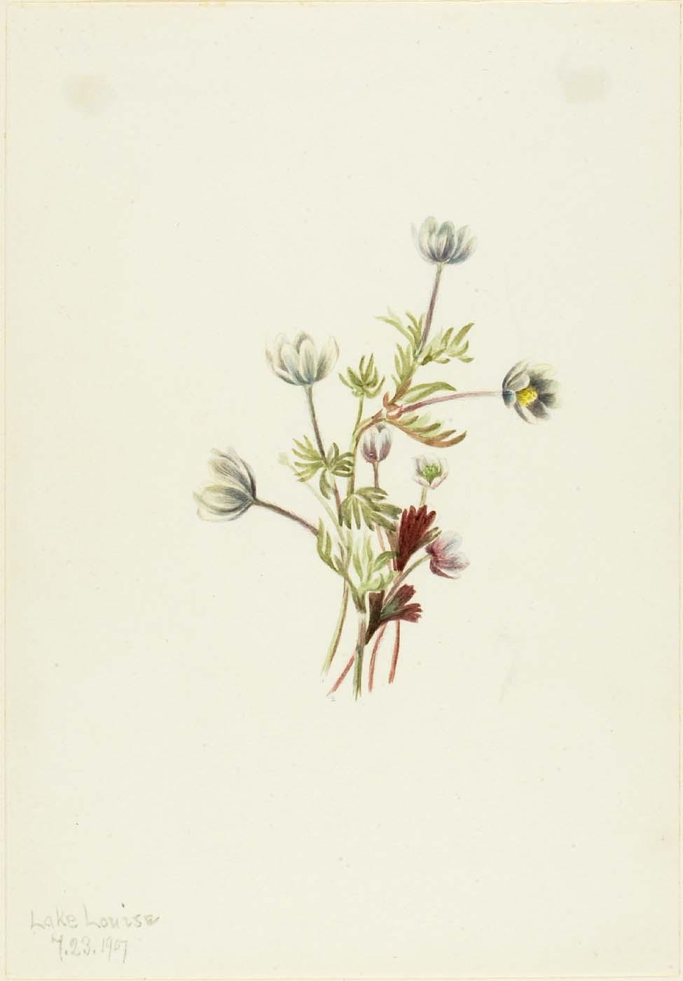 Anemone (anemone Drummondii) — Mary Vaux Walcott