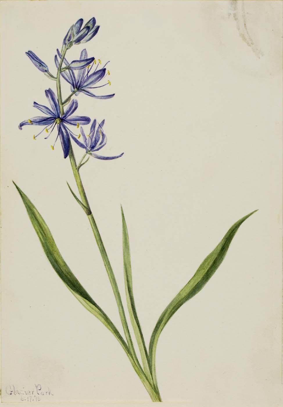 Camas (quamasia Quamash) — Mary Vaux Walcott