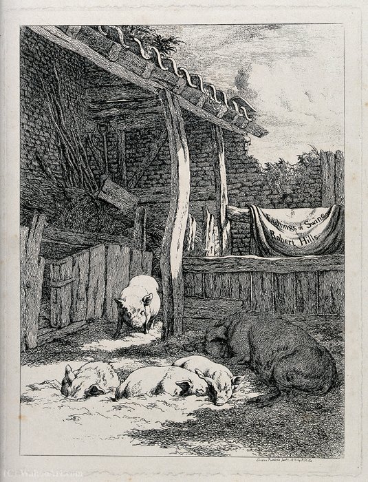 An Outdoor Pen Of Five Pigs With The Interior Of A Farm Shed — Robert Hills