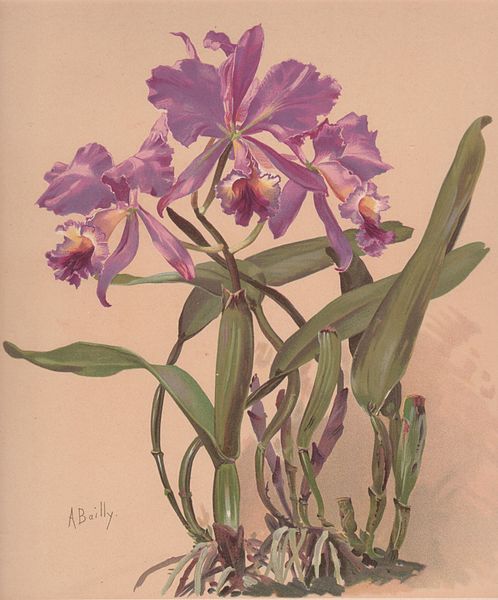 Cattleya Watercolor — Алис Баили