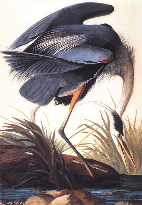 Great Blue Heron — Джон Јејмс Одобон