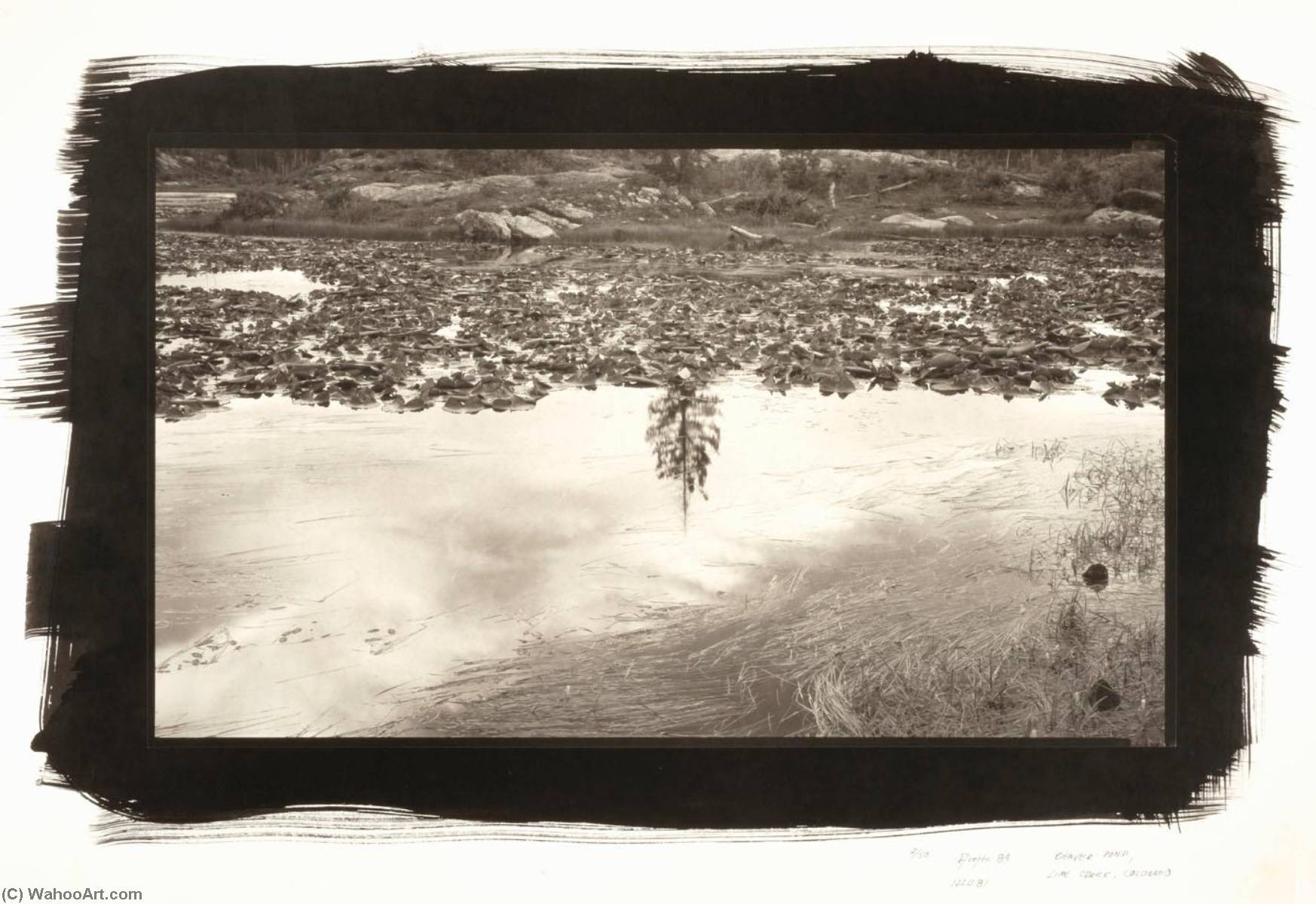 Beaver Pond, Lime Creek, Colorado — Dick Arentz