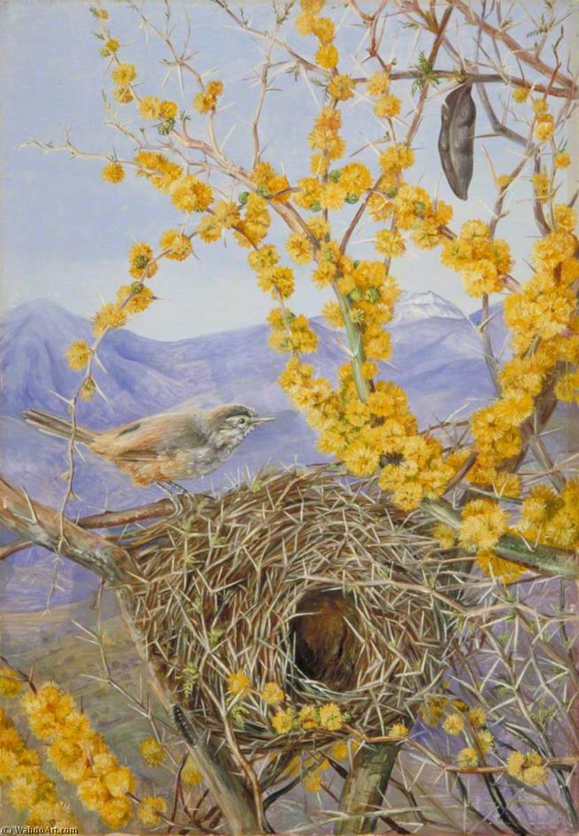 Bewehrtes Vogelnest Im Akazienstrauch, Chile — Marianne North