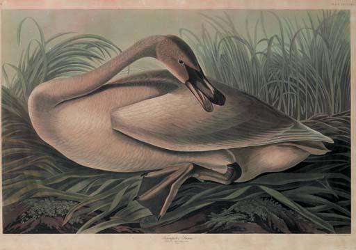 Trumpeter Swan 1 — Robert Havell