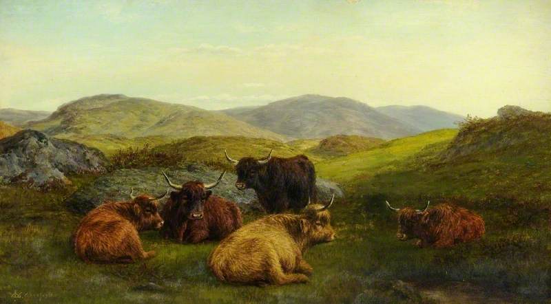 Aberfoyle, Highland Cattle — William Luker