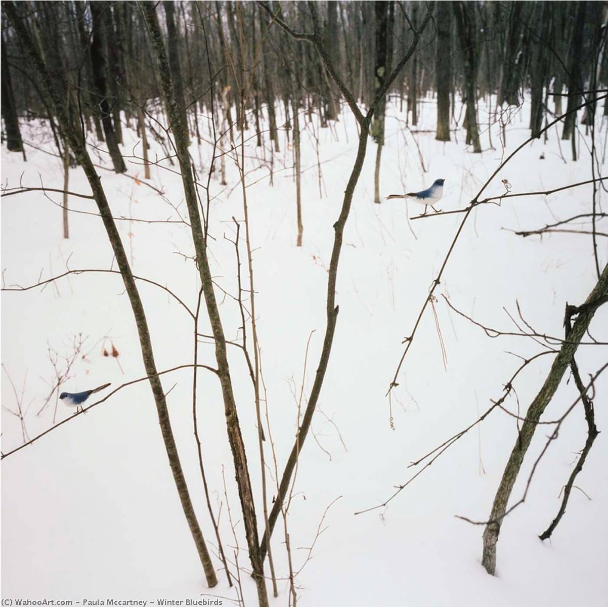Winter Bluebirds — Paula Mccartney