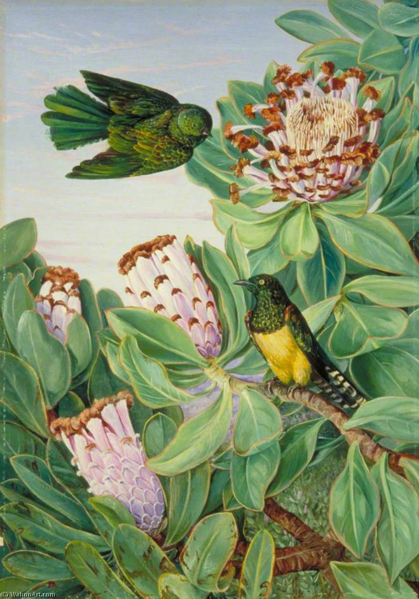 Protea Und Goldbrustkuckuck Aus Südafrika — Marianne North
