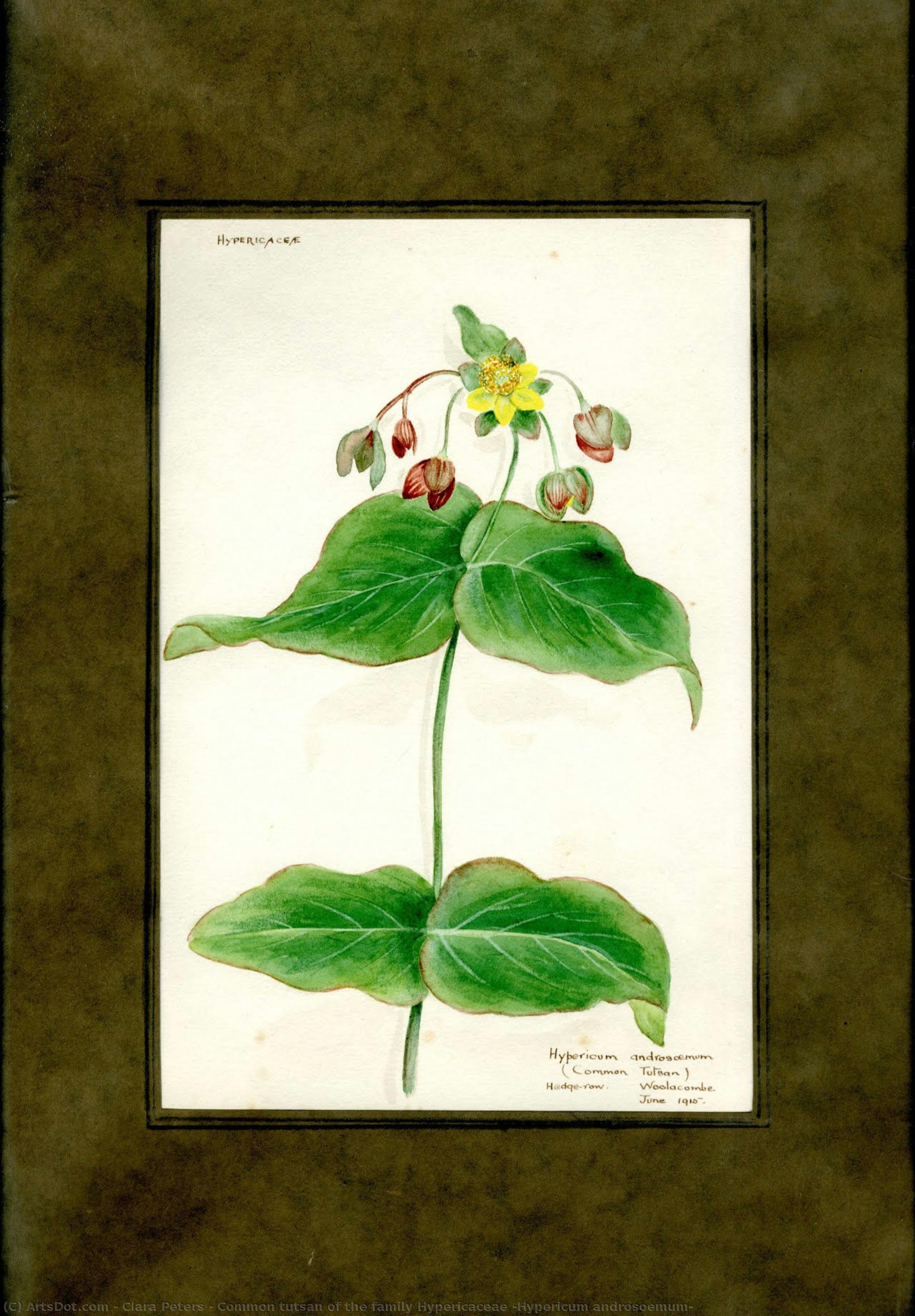 Common Tutsan Of The Family Hypericaceae (hypericum Androsoemum) — Clara Peeters