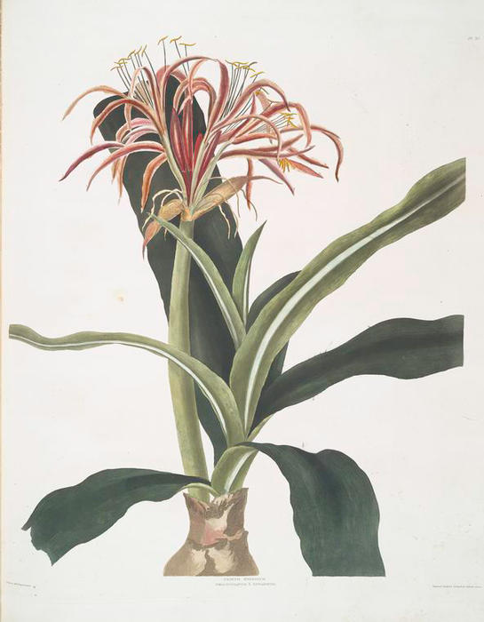 Crinum Hybridum, Pedunculatum ^ Zeylanicum — Robert Havell