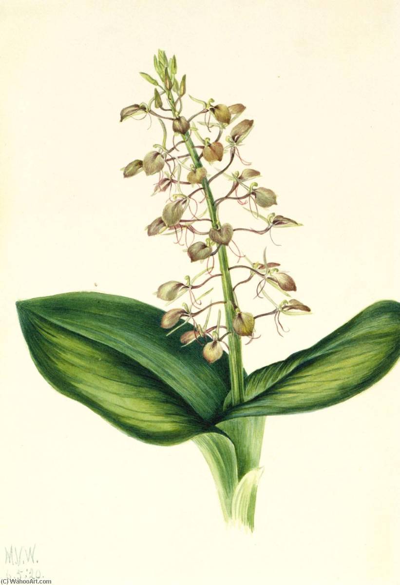 Lily Twayblade (liparis Liliifolia) — Mary Vaux Walcott