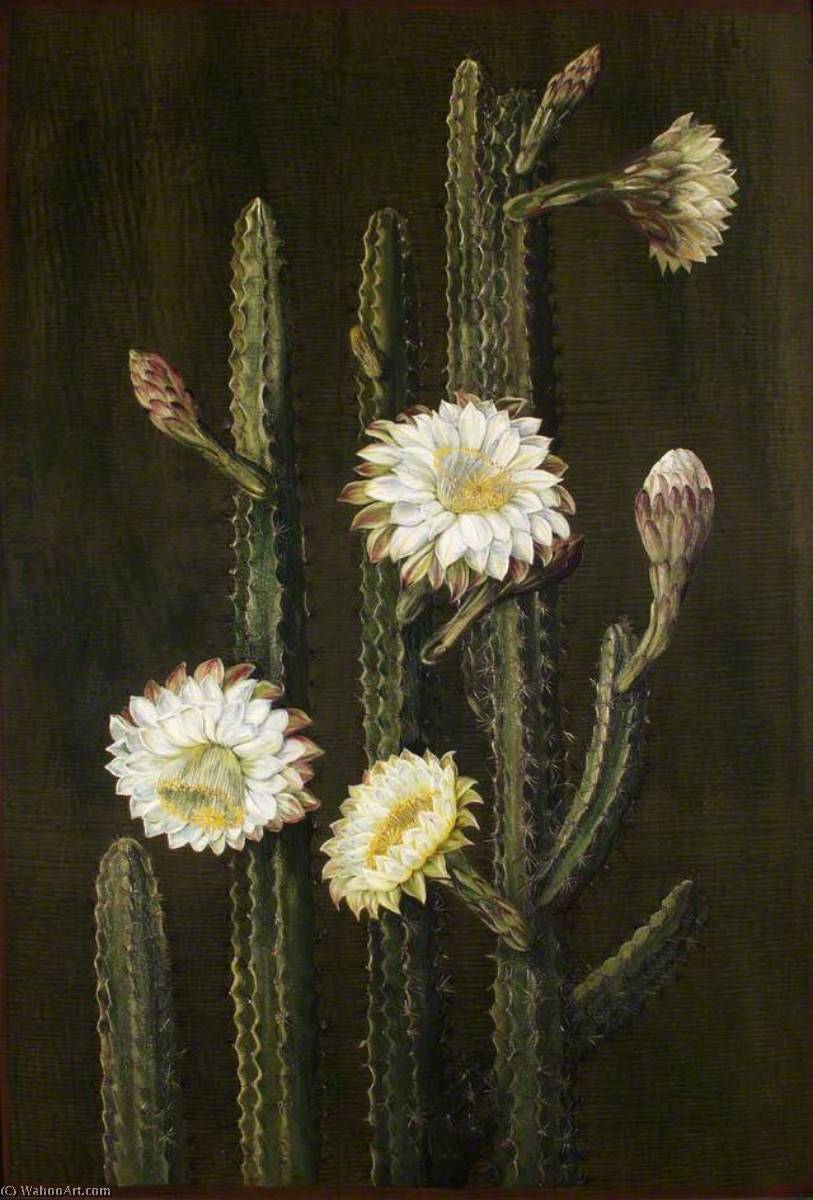A Brazilian Columnar Cactus — Marijana Nort