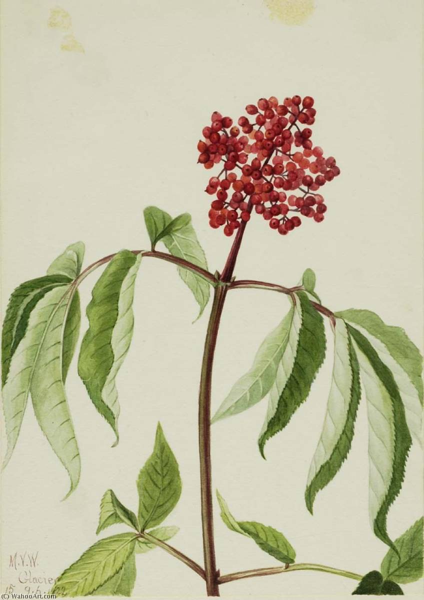 Scarlet Elder (sambucus Pubens) — Mary Vaux Walcott