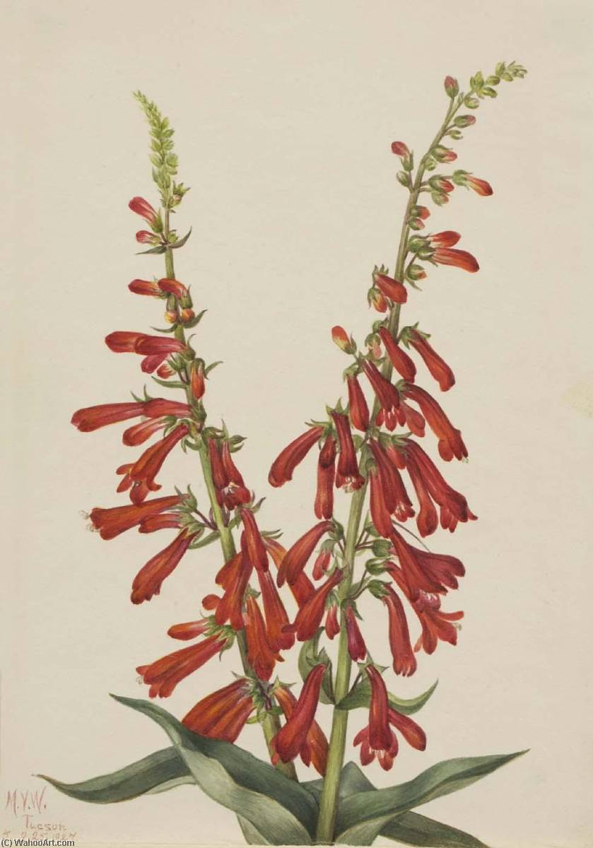 Fire Pentstemon (pentstemon Eatonii) — Mary Vaux Walcott