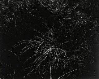 Spider Web, Aix En Provence — Harry Callahan