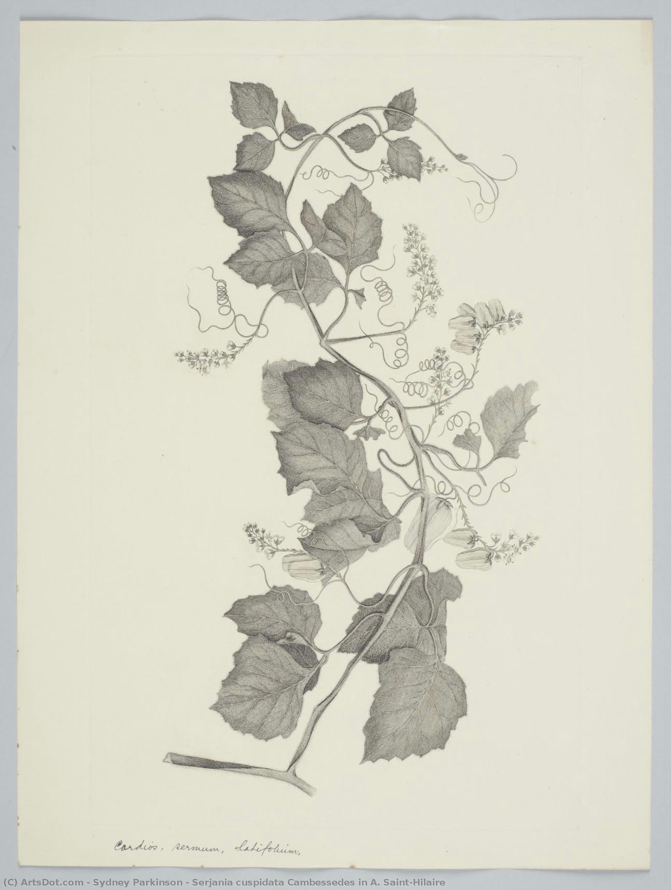 Serjania Cuspidata Cambessedes In A. Saint-hilaire — Sydney Parkinson