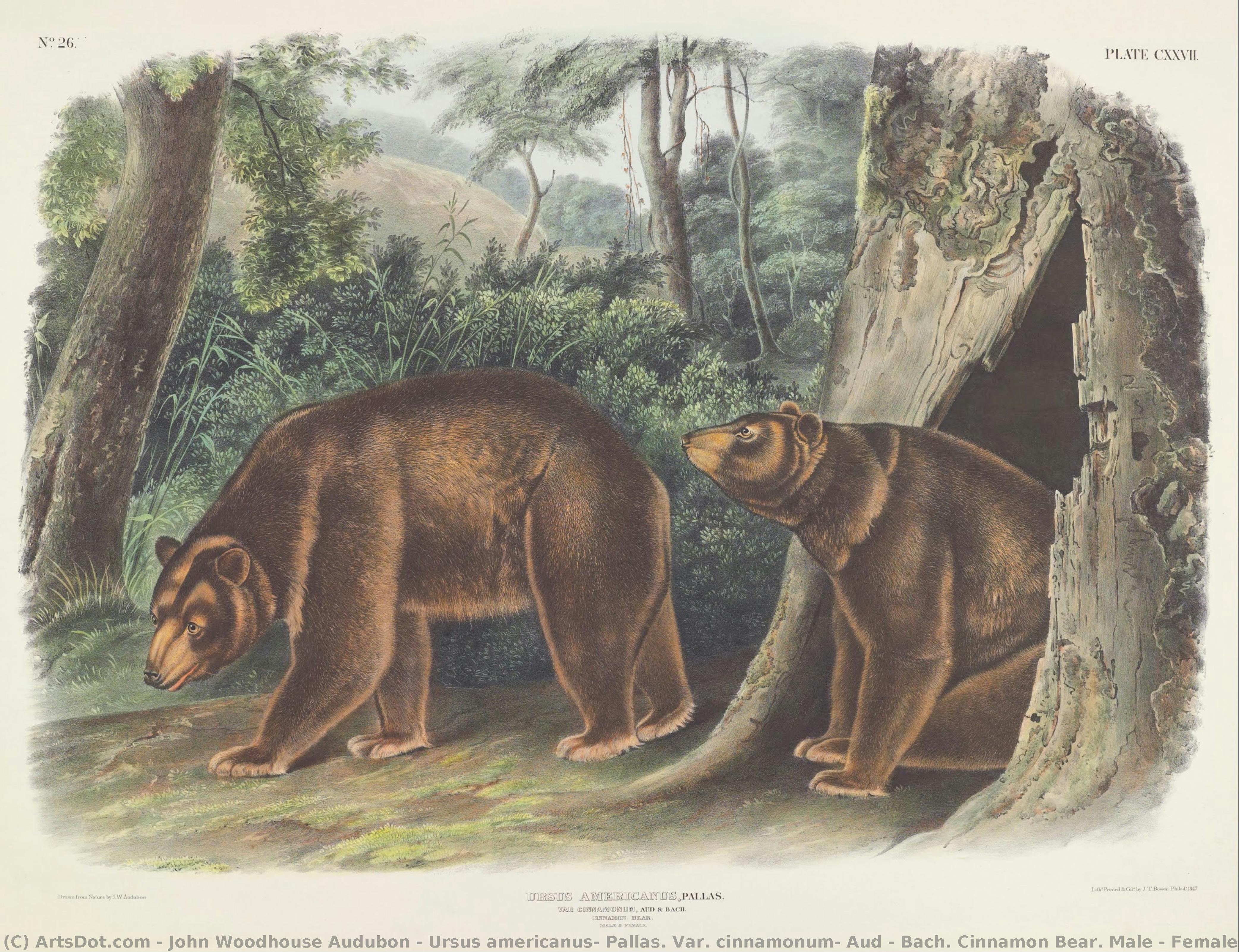 Ursus Americanus, Pallas. Var. Cinnamonum, Aud & Bach. Cinnamon Bear. Male & Female. — John Woodhouse Audubon