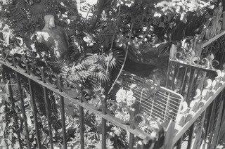 Franca, Bensonhurst, Brooklyn — Thomas Roma