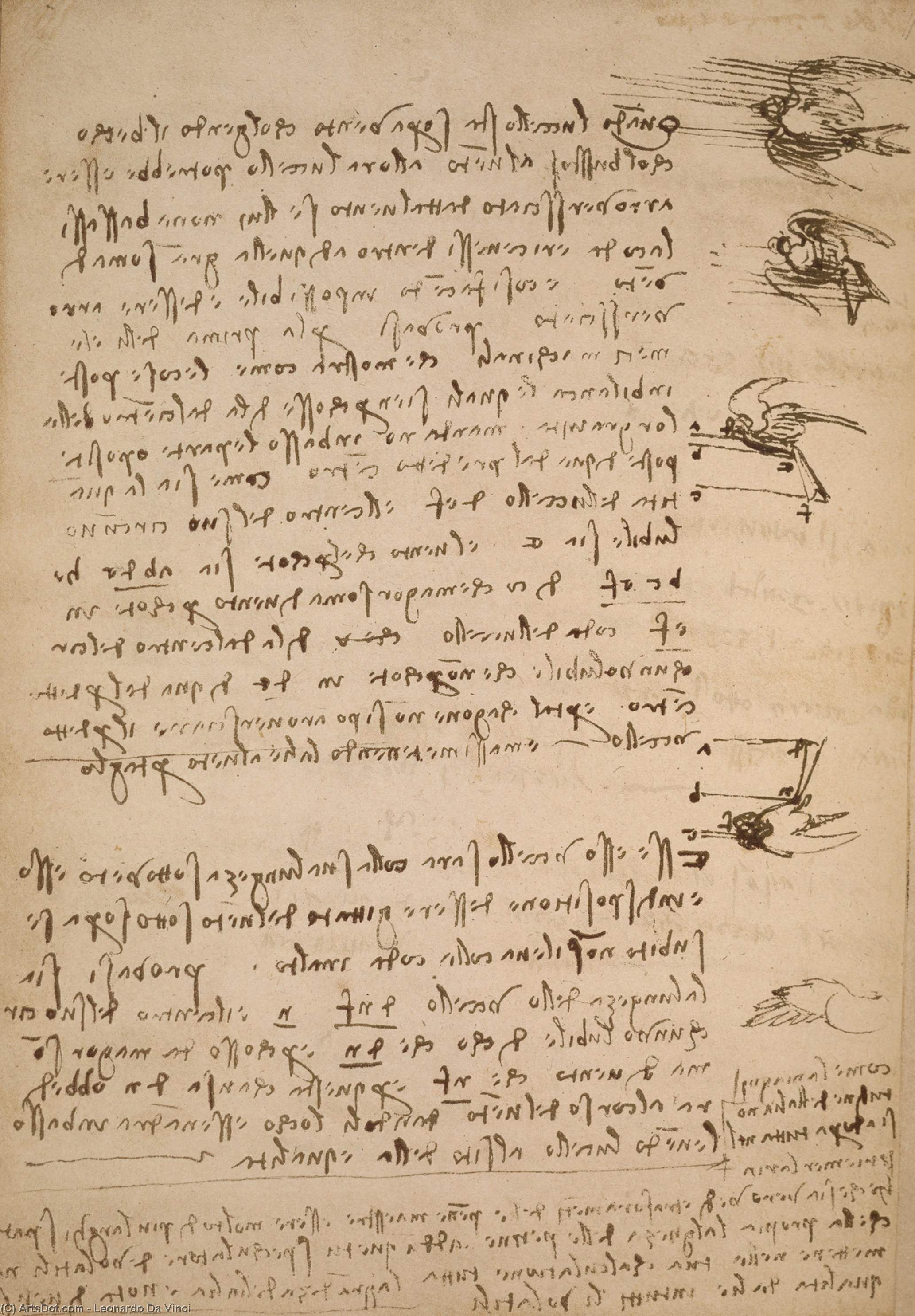 Código Sobre El Vuelo De Los Pájaros — Leonardo Da Vinci