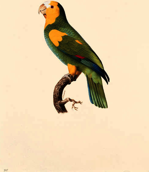 Amazona Barbadensis — Жак Баррабан