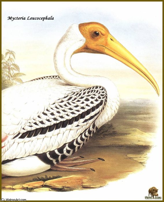 Tantale Indien — John Gould