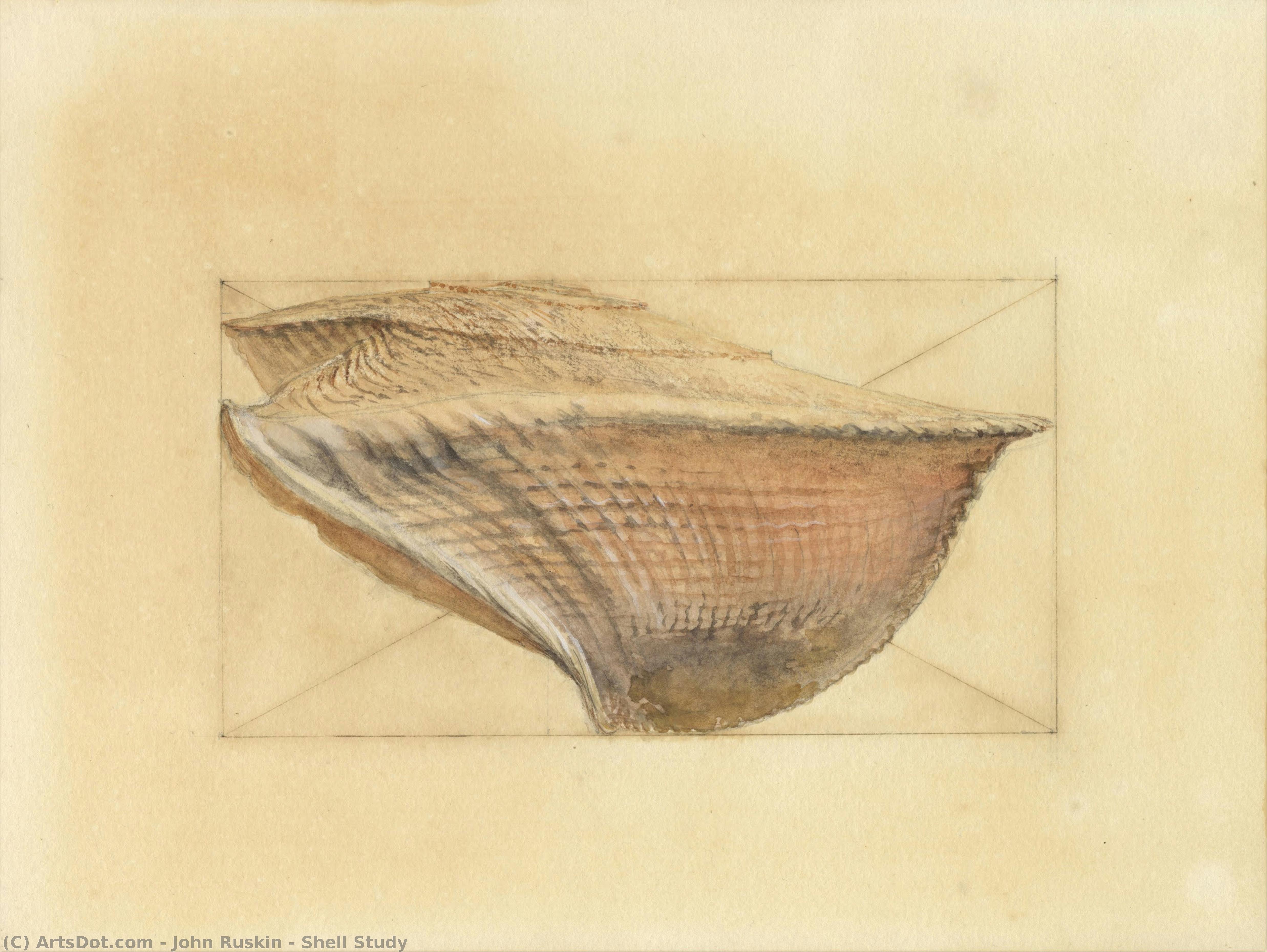 Shell Study — Džon Raskin